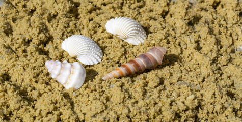 Muschel im Sand Panorama