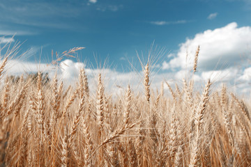 Fototapeta premium Gold wheat field and blue sky. Ripe grain harvest time
