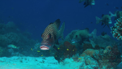 Harlequin sweetlips on a coral reef in Philippines.