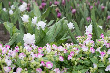 Siam Tulip in park. blooming white and pink flower in garden