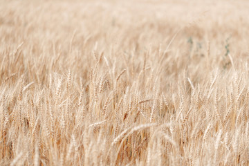 Wheat field. Ears of golden wheat close up. Rural Scenery under Shining Sunlight.