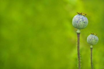 Opium poppy. Unripe green poppies growing in garden