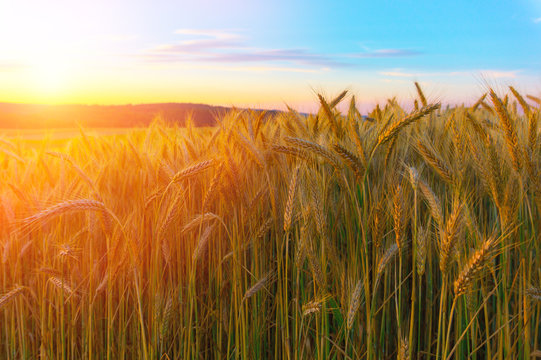 Wheat Field In The Mountains At Sunset