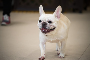 遊ぶフレンチブルドッグ