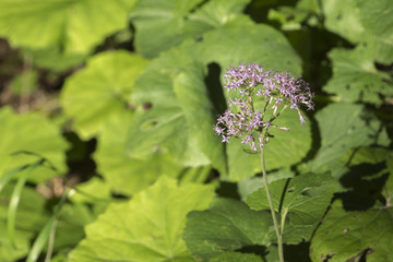 Alpendost - Adenostyles