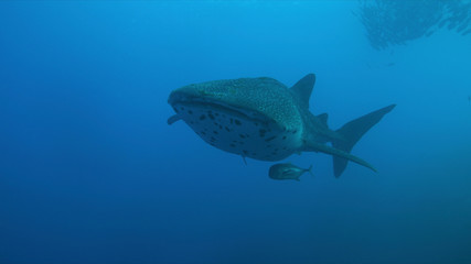 Naklejka premium Whale shark swims on a coral reef.