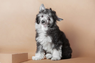 studio shot of Chinese Crested Dog fluffy puppy sitting on the biege background
