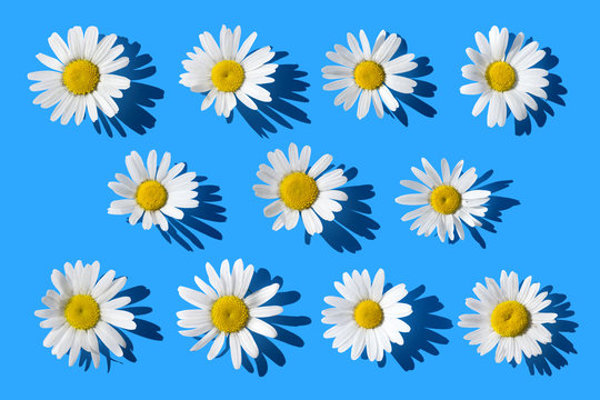 Daisies on blue background, top vew