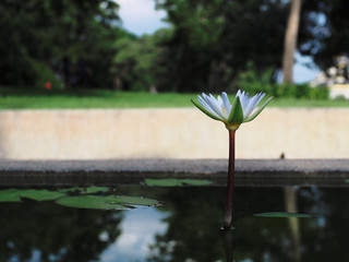 white lotus side view