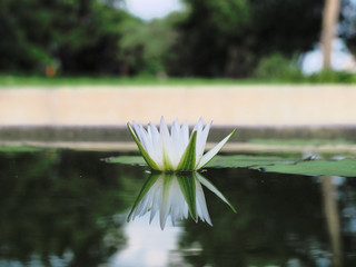 white lotus on the water surface