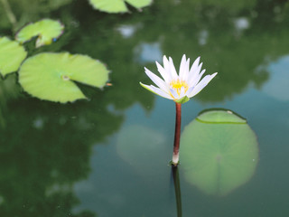 white lotus in a pool