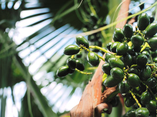 greenery raw palm fruit