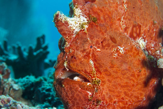 Orange Frog Fish