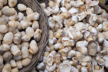 Straw mushroom for sell in the market
