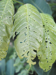 Worm eaten leaf