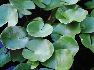 lotus leaf in pool