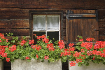 Rote Geranien als Blumenschmuck vor Chalet-Fenster