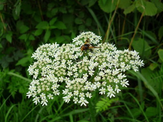 Fliege auf einer Blume