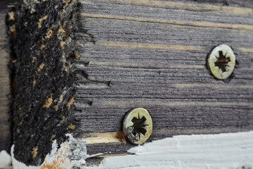 Two Screw Heads on Dirty Dark Painted Wood Surface. Macro Snapshot