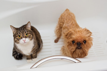 Cat and dog sitting in the bathroom