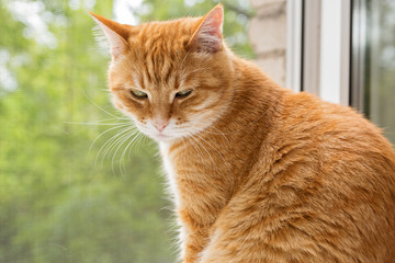 Red cat on the windowsill