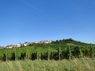 Obraz premium Vignoble de vin blanc d'Alsace