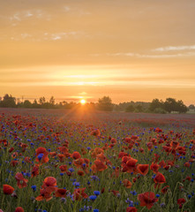 Fototapeta na wymiar Poppy meadow in the beautiful light of the evening sun