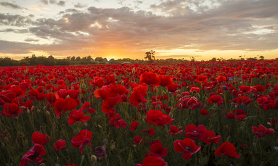 Poppy meadow in the beautiful light of the evening sun