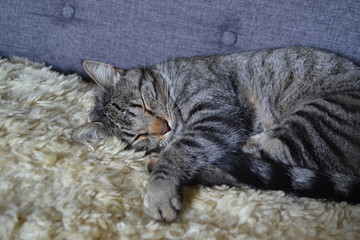Katze