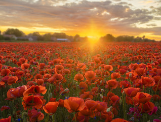 Plakat Poppy meadow in the beautiful light of the evening sun