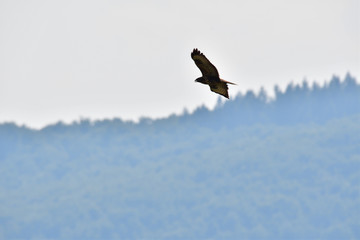 predatory bird hawk