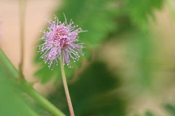 Flowering sensitive plant or mimosa pudica
