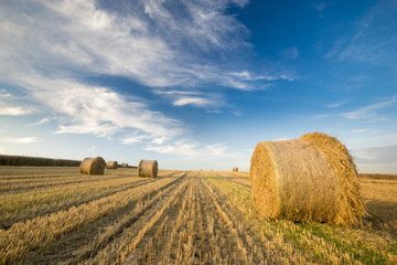 Fototapeta na wymiar Field after harvest, straw bales on stubble