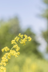 Yellow Flower - 166882163