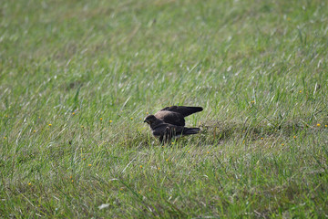 predatory bird hawk