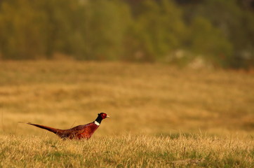 Male of Pheasant  - 166882594