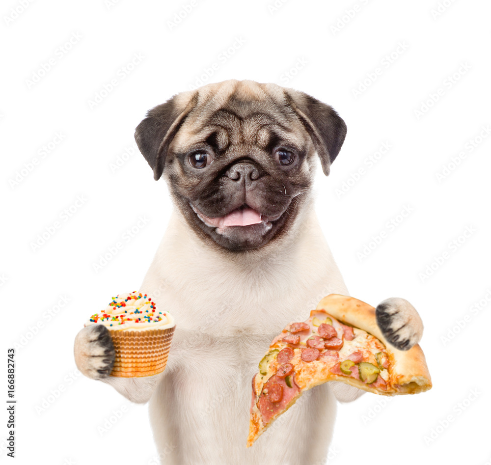Poster funny puppy with pizza and cupcake. isolated on white background