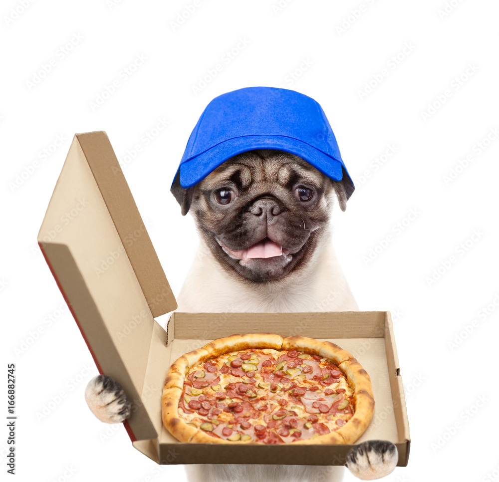 Poster pizza dealer puppy with open pizza boxes. isolated on white background