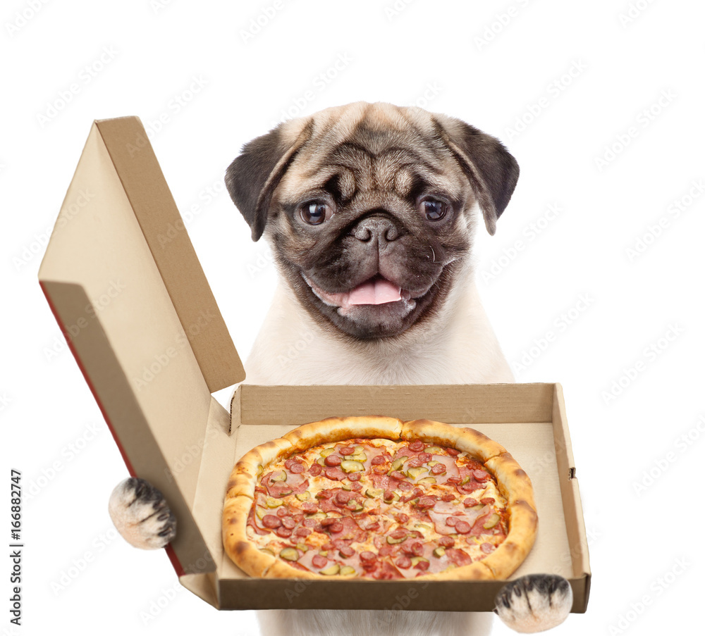 Poster Funny puppy with open pizza boxes. isolated on white background