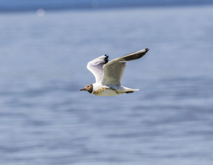 Common Seagull - 166882763