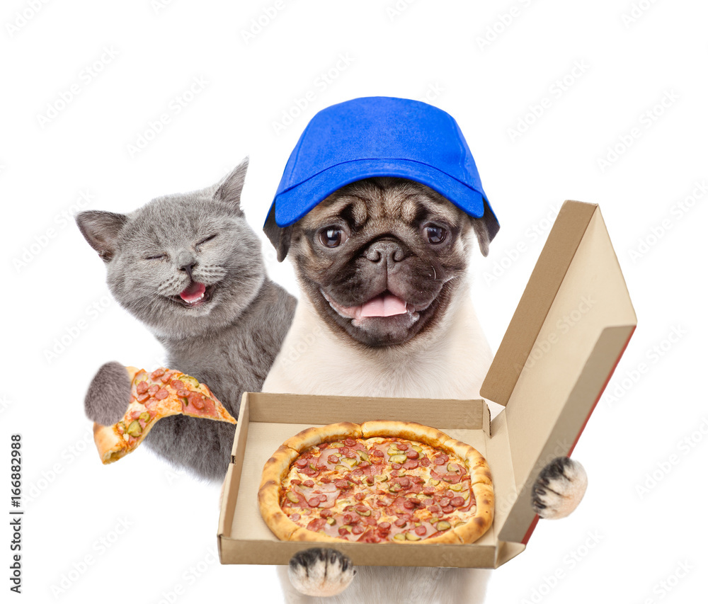 Poster funny happy cat and pizza dealer puppy with open boxes. isolated on white background