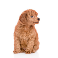 Red dwarf poodle puppy looking away. isolated on white background