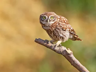 Cercles muraux Hibou Curious chick of little owl on branch