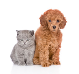 Poodle puppy and tiny kitten sitting together. isolated on white background
