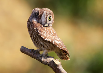 Curious chick of little owl on branch