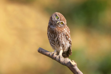 Obraz premium Curious chick of little owl on branch