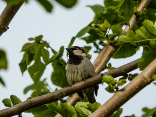 Small bird sitting on a tree branch