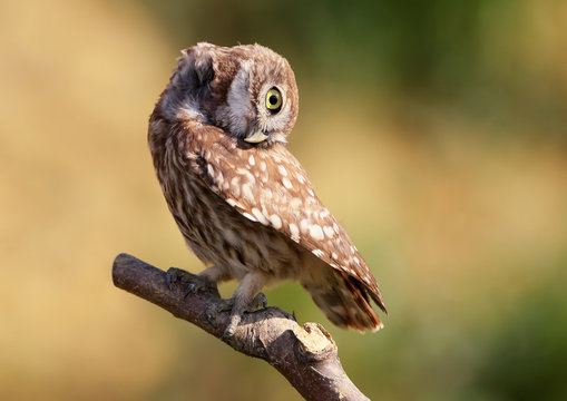 Curious chick of little owl on branch