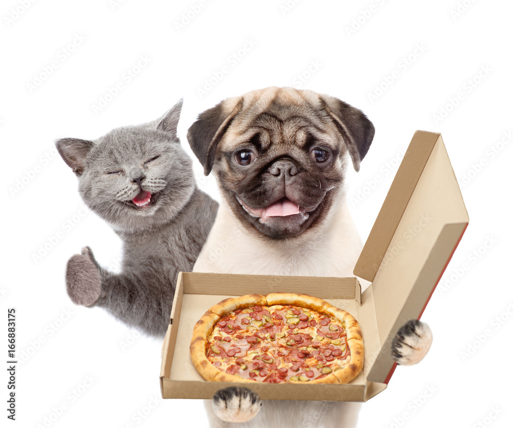 Poster Funny cat and puppy with open pizza boxes. isolated on white background