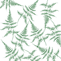 Forest miracle - fern leaves
